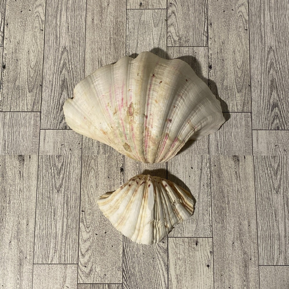 Set Of 2 Giant Clam Shell 8"x5.5" & 4.5"x3.5" Fluted Seashell Decor Lot